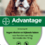 Advantage Hund