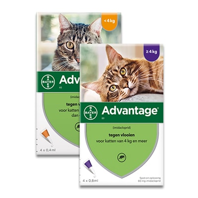 Advantage Katze-1