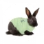 Medical Pet Shirt Kaninchen