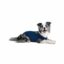 Medical Pet Shirt Hund