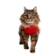 Medical Pet Shirt Katze