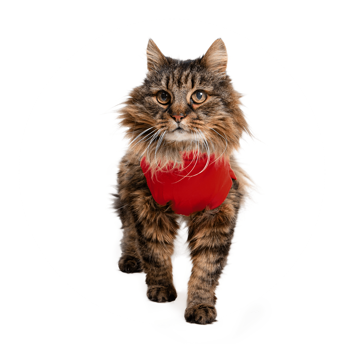 Medical Pet Shirt Katze-3