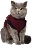 Jacketz Medical Body Suit für Katzen