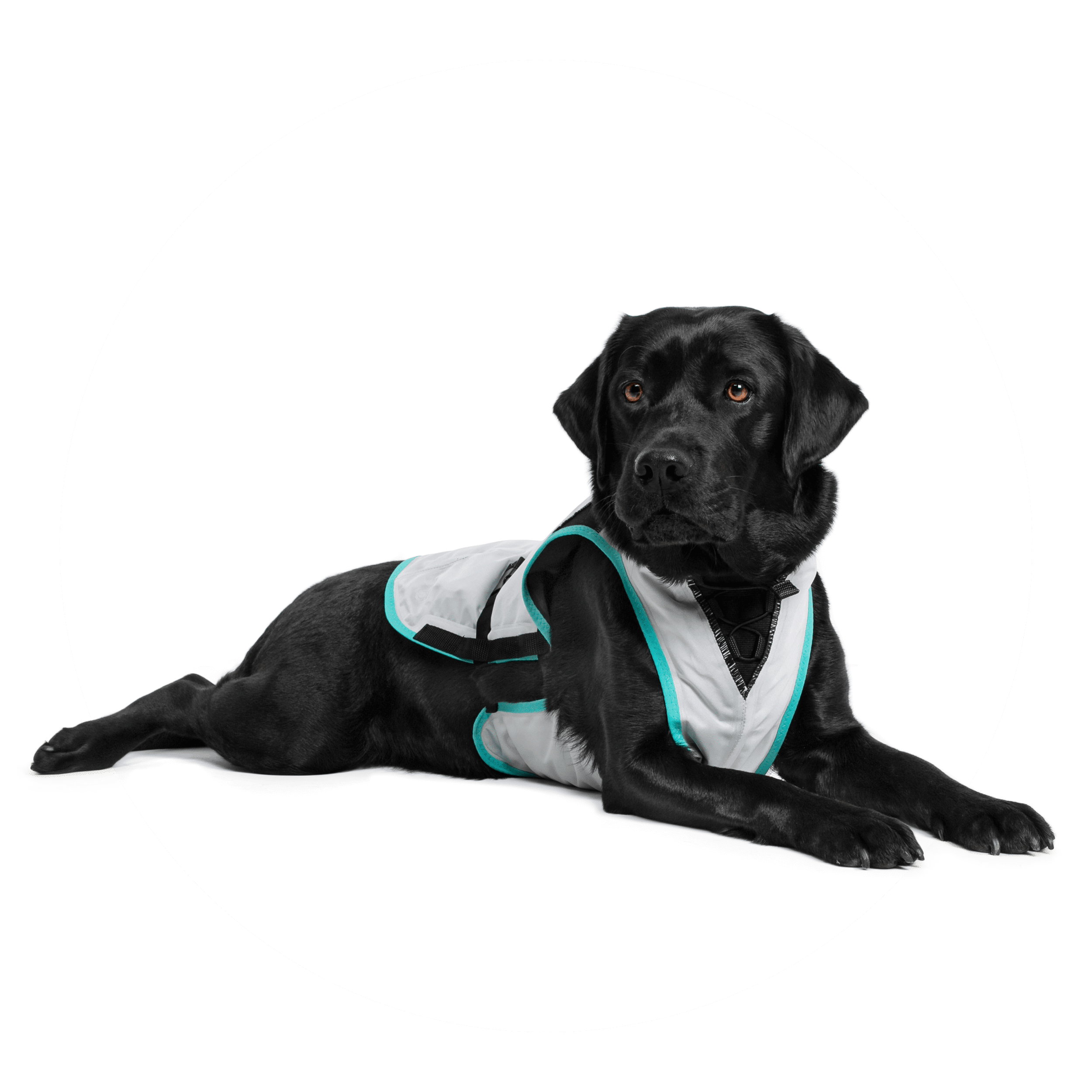 Ice vest for dogs sales