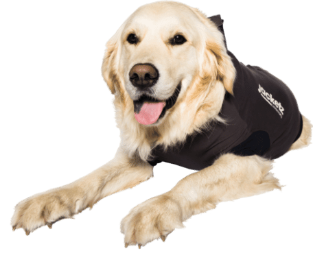 Jacketz Medical Body Suit für Hunde-2
