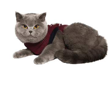 Jacketz Medical Body Suit für Katzen-3