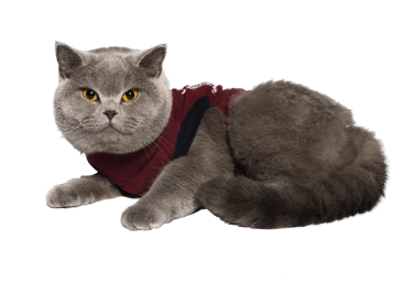 Jacketz Medical Body Suit für Katzen-4