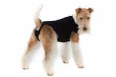 Suitical Recovery Suit Hund