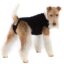 Suitical Recovery Suit Hund